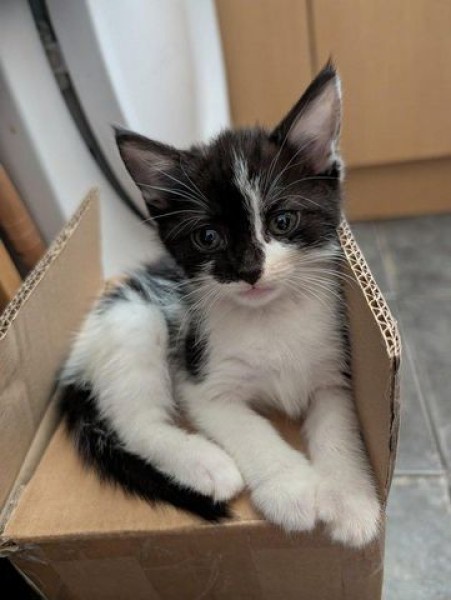 Un doux ami sur pattes vous attend à strasbourg