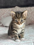 Tendre compagnon malicieux à rencontrer à liège