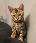 Un doux ami sur pattes vous attend à rabat