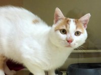 Tendre compagnon joueur à rencontrer à agadir