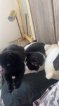 Une tendre complicité féline vous attend à brest