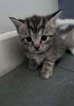 Un petit cœur éveillé à accueillir près de granby