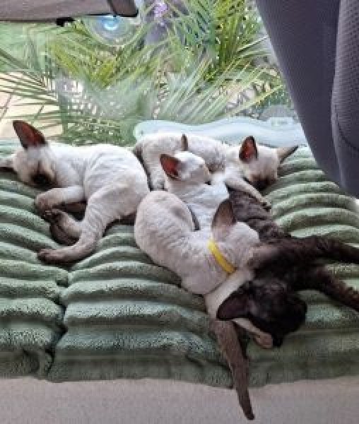 Compagnon au regard tendre disponible à tanger