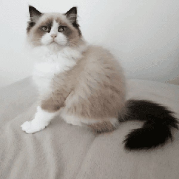 Tendre compagnon câlin à rencontrer à toulouse