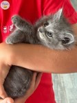 Une douce rencontre féline à vivre à ifrane