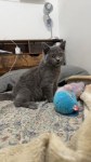 Adorable compagnon serein disponible à sherbrooke