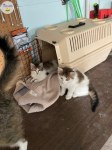 Une présence délicate et tendre à accueillir à tanger