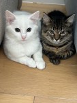 Compagnon calme pour un foyer attentionné à montréal