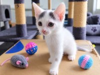 Une tendre complicité féline vous attend à gatineau