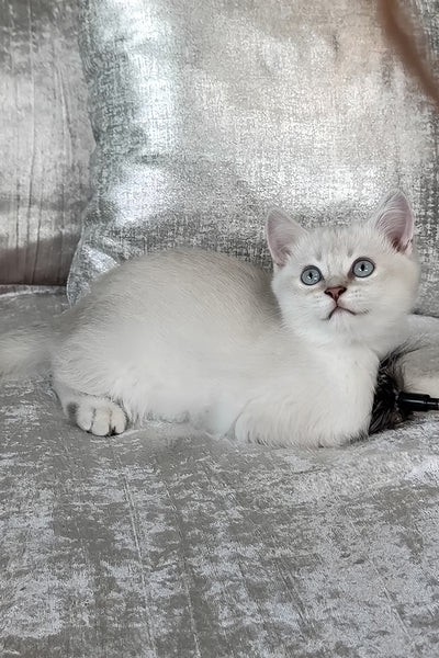 Compagnon au regard tendre disponible à paris