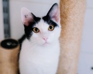 Un petit cœur paisible à accueillir près de longueuil
