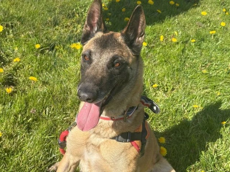Adorable compagnon paisible disponible à sherbrooke