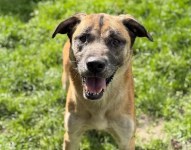Compagnon au regard tendre disponible à drummondville