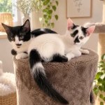 Petit bonheur sur pattes à accueillir à settat