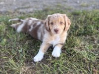 Tendre compagnon calme à rencontrer à kénitra