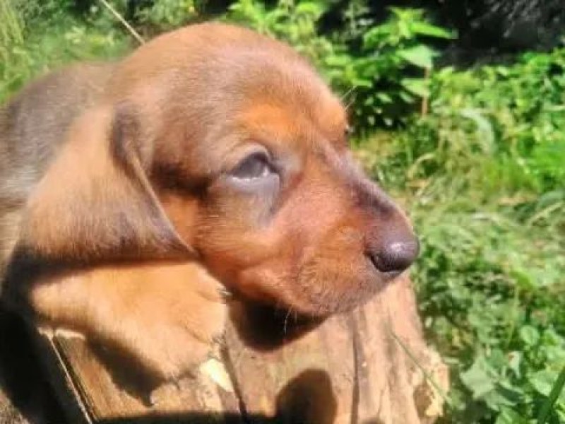 Compagnon câlin prêt à partager votre quotidien à bruxelles