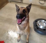 Adorable compagnon attachant disponible à khouribga