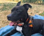 Compagnon paisible prêt à partager votre quotidien à grenoble
