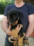 Chien adulte, curieux, à vendre à marseille