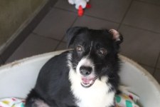 Chien adulte, paisible, à vendre à grenoble