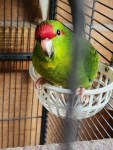 Oiseau proche de l’humain à vendre à annaba – perruches & perroquets