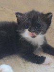 Chat adulte, au tempérament serein, à vendre à mostaganem