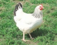 Oiseau affectueux à vendre à béjaïa – perruches & perroquets