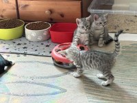 Chat adulte, joueur, à vendre à béjaïa