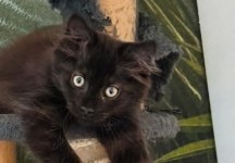 Chat adulte, curieux, à vendre à marrakech