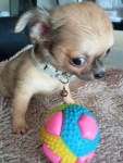 Chien adulte, doux, à vendre à meknès