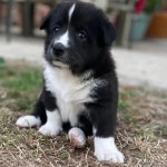 Chien jeune, attachant, à vendre à fès
