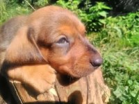 Chien adulte, vif, à vendre à fès