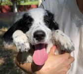Chien jeune, plein de charme, à vendre à alost
