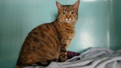 Chat adulte, bien équilibré, à vendre à gand