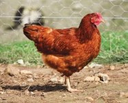 Oiseau affectueux à vendre à hasselt – poules, coqs & volailles
