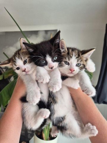 Chat jeune, sociable, à vendre à mons