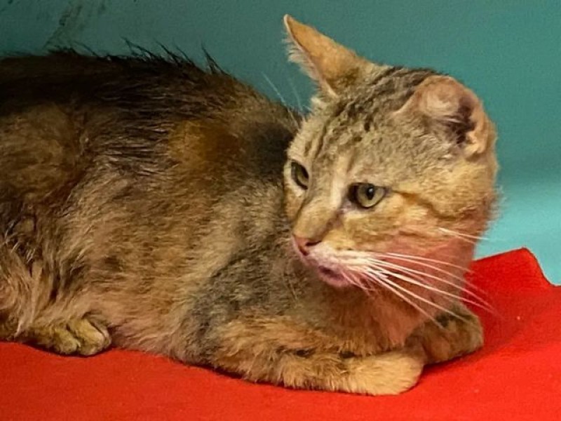 Chat jeune, joueur, à vendre à mons
