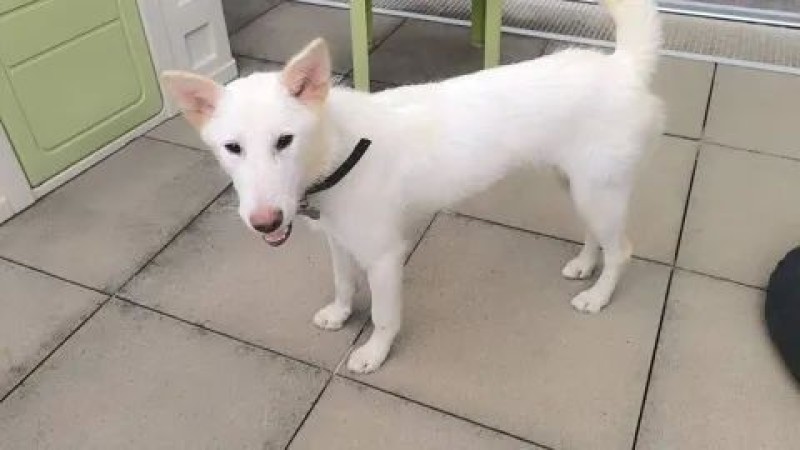 Chien adulte, éveillé, à vendre à fribourg