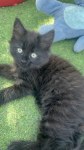 Chat adulte, vif, à vendre à vevey