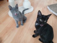 Chat jeune, plein de charme, à vendre à lugano