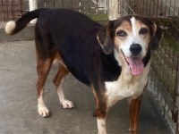 Chien jeune, bien équilibré, à vendre à vevey