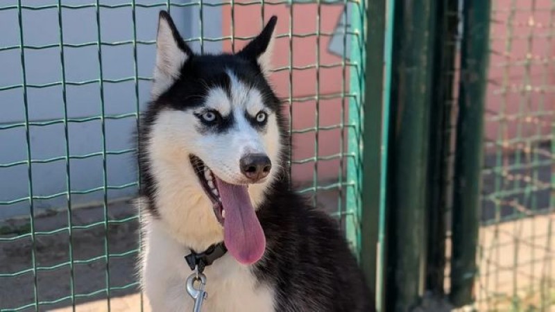 Chien adulte, affectueux, à vendre à diekirch