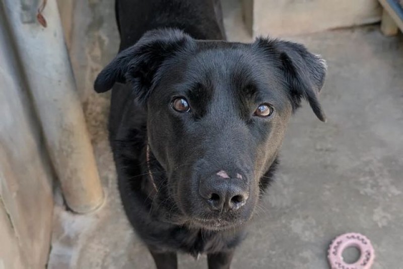 Chien adulte, curieux, à vendre à wiltz