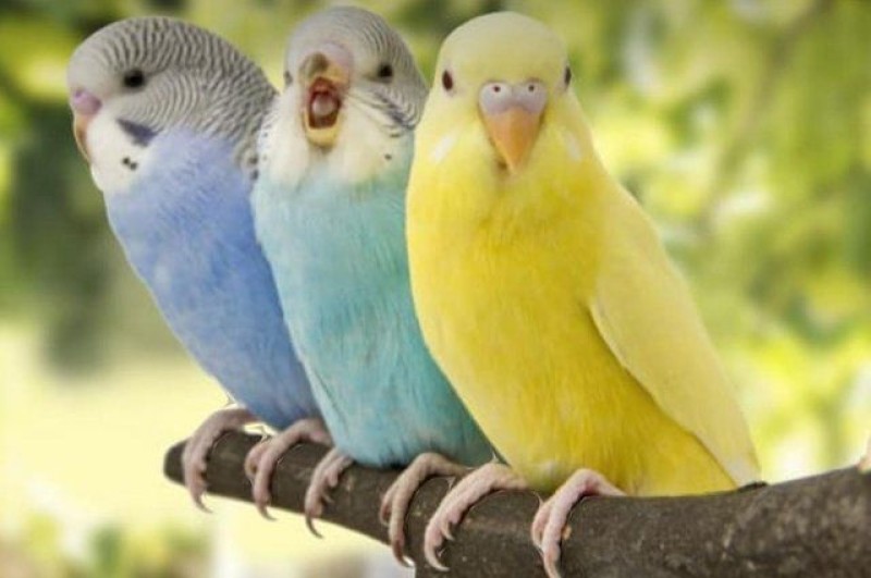 Oiseau doux à vendre à dudelange – poules, coqs & volailles
