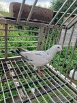 Oiseau éveillé à vendre à luxembourg-ville – pigeons