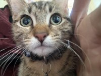 Chat jeune, attachant, à vendre à ettelbruck