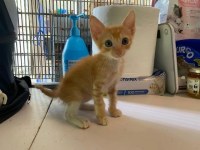 Chat adulte, plein de charme, à vendre à ottawa
