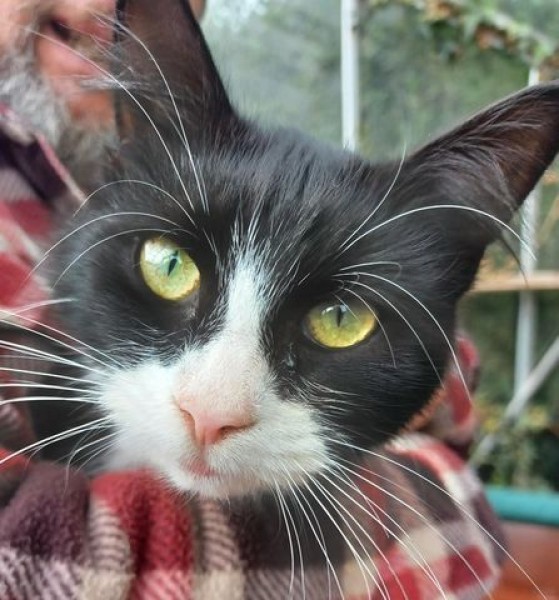 Chat adulte, au tempérament serein, à vendre à saint-jean-sur-richelieu