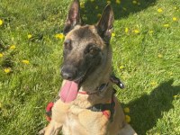 Chien jeune, calme, à vendre à rouyn-noranda