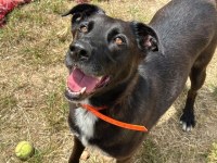 Chien adulte, bien équilibré, à vendre à fontvieille